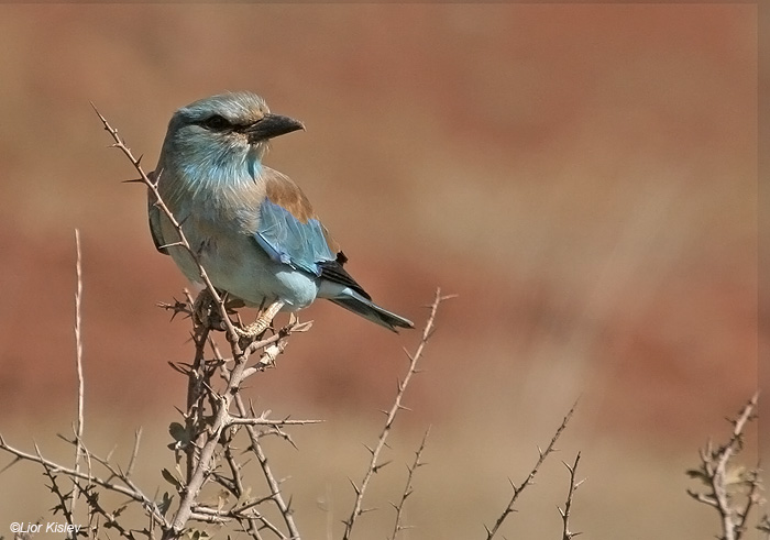     European Roller Coracias garrulus                                           , , 2009.: 